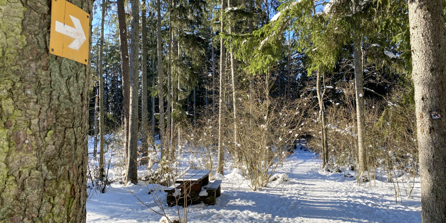 Jägarskogen på vintern